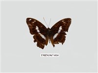 藏品(異紋帶蛺蝶)的圖片